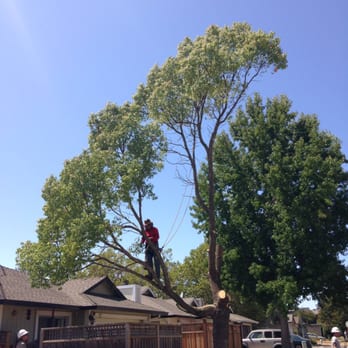 Atlas Tree Surgery - Just about gone - Tree Services Near Me - Santa Rosa, California