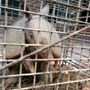 Photo of Eagle Animal Control