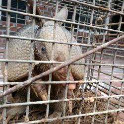Eagle Animal Control - A nine banded armadillo