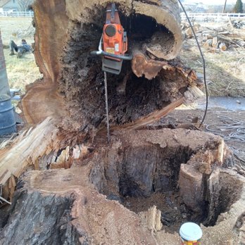 The Tree Mechanic - Took down this huge tree in Reno a couple weeks ago, right before the storms! May not have survived so got it out just in time! - Tree Services Near Me The Tree Mechanic - Took down this huge tree in Reno a couple weeks ago, right before the storms! May not have survived so got it out just in time! - Tree Services Near Me