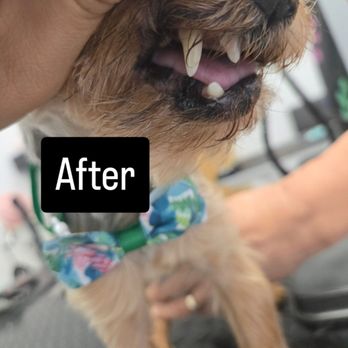 Paw Wow - Pet Groomers Near Me - Las Vegas, Nevada Paw Wow - Pet Groomers Near Me - Las Vegas, Nevada
