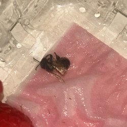 Jewel-Osco - Dead bug in Driscoll raspberry container