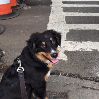 NYC Pet Services - Pet Groomers Near Me - Astoria, New York