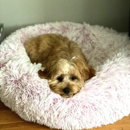Cookie the Cavapoo Cookie the Cavapoo