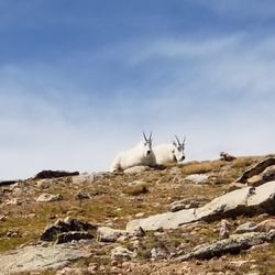 Mt. Evans Wilderness