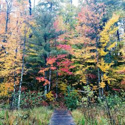Hunt Hill Nature Center - An autumn day at the Bog boardwalk. Photo taken by L. Ward.