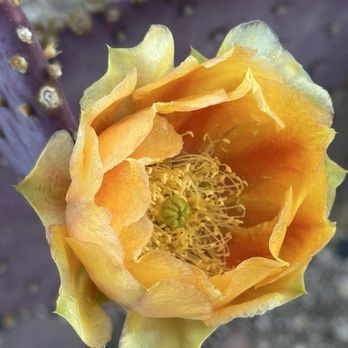 Desert Blooms Flowers - Prickly pear - Floral Designers Near Me