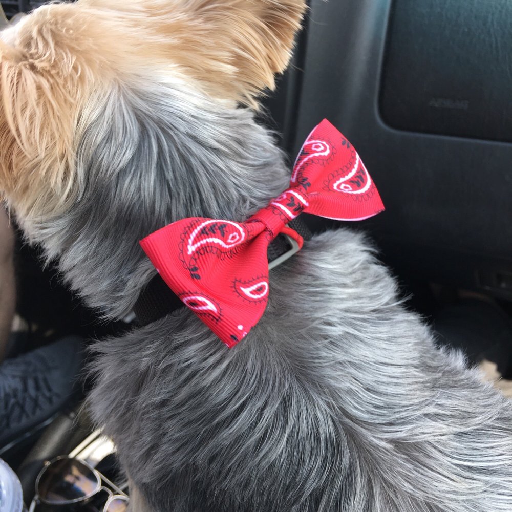 Pretty Paws Pet Grooming - Cute hand made bow tie :) - Pet Groomers Near Me - West Des Moines, Iowa Pretty Paws Pet Grooming - Cute hand made bow tie :) - Pet Groomers Near Me - West Des Moines, Iowa