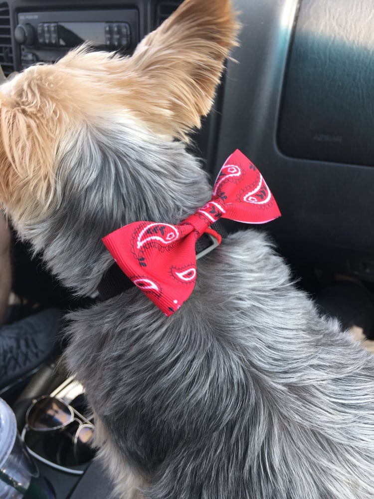 PRETTY PAWS PET GROOMING Updated August 2024 1712 Hillside St, West