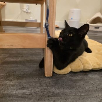 Nabi Cat Cafe - Themed Cafes Near Me - Santa Clara, California Nabi Cat Cafe - Themed Cafes Near Me - Santa Clara, California