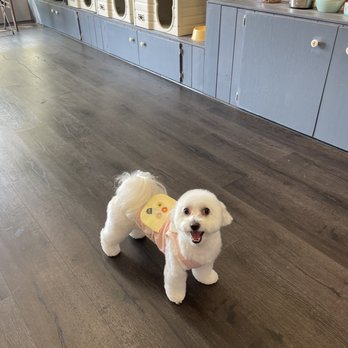Woori Pet - Pet Groomers Near Me - Los Angeles, California