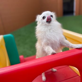 LV Dog Resort II - Pet Boarding Near Me - Las Vegas, Nevada LV Dog Resort II - Pet Boarding Near Me - Las Vegas, Nevada
