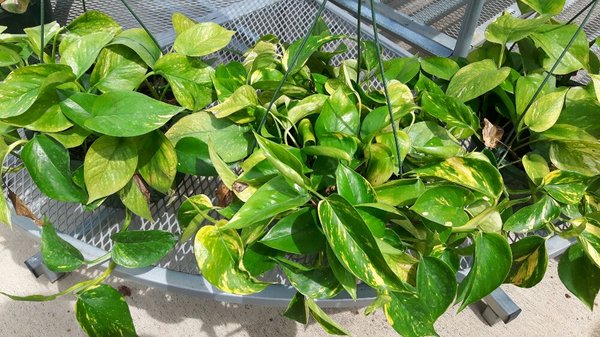 Broken Bow Ace Hardware