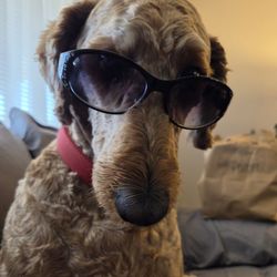 Dog Gone Cute