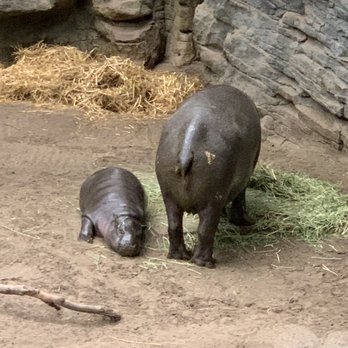 Franklin Park Zoo - Zoos Near Me - Boston, Massachusetts Franklin Park Zoo - Zoos Near Me - Boston, Massachusetts