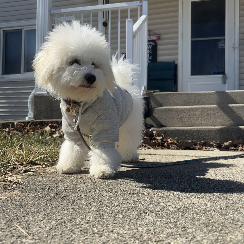 Pet Supplies Plus Perrysburg - Marley - Pet Groomers Near Me - Perrysburg, Ohio