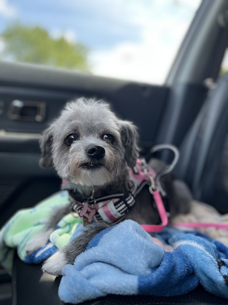 CLAWSNPAWS GROOMING SPA Updated August 2024 806 9th St, Green Bay, Wisconsin Pet