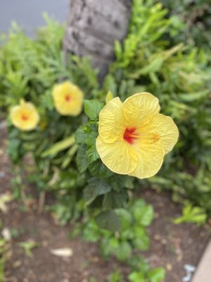 ʻĪao Valley State Monument by null