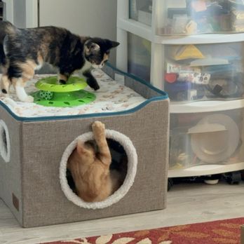 DuPage County Animal Services - Animal Shelters Near Me - Wheaton, Illinois
