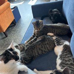 The Whisker Room - Inside our play room.