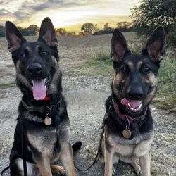 Silverbrook Kennels - Ash and Ember