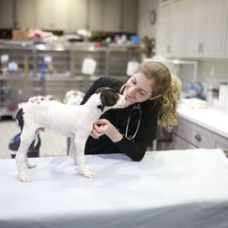 Oaks Veterinary Urgent Care