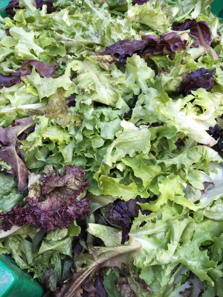 Washington Square CSA Logo