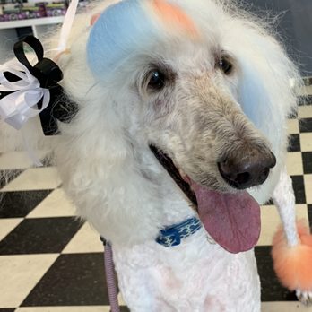 Fabulous Fido - Pet Groomers Near Me - Altoona, Pennsylvania Fabulous Fido - Pet Groomers Near Me - Altoona, Pennsylvania