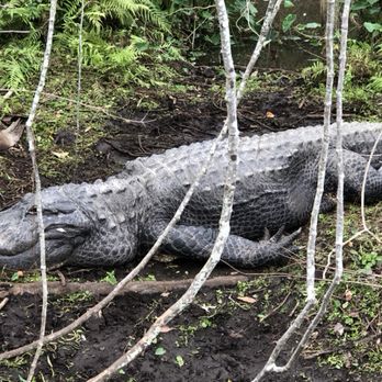 Sea Serpent Tour - A big boy up on the bank of Six Mile Creek. - Boat Tours Near Me - Saint Augustine, Florida