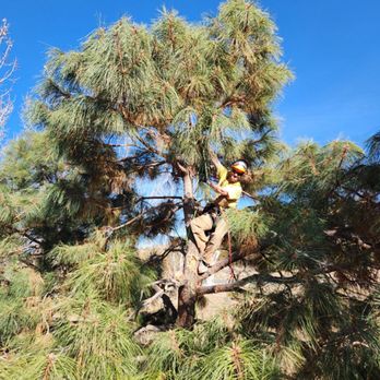Gare's Garden - ISA Certified Arborist Gary Jentink pruning deadwood out of a pine tree - Tree Services Near Me Gare's Garden - ISA Certified Arborist Gary Jentink pruning deadwood out of a pine tree - Tree Services Near Me
