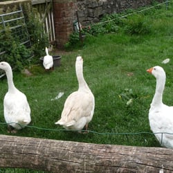 Manor Farm Shop