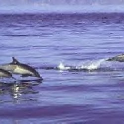 Seascape Kayak Tours - Porpoise