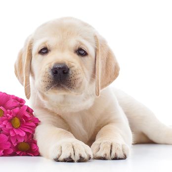 Five Star Labradors - Pet Breeders Near Me
