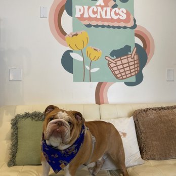 Puppy Picnic - Party & Event Planning Near Me - Encinitas, California Puppy Picnic - Party & Event Planning Near Me - Encinitas, California