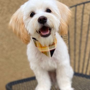 Diamonds in the Ruff - Groomed by Tenishia - Pet Groomers Near Me - Clovis, California