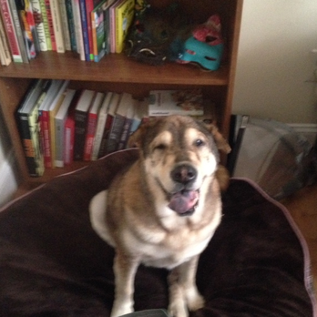 Home Veterinary Services - Another happy patient! - Veterinarians Near Me Home Veterinary Services - Another happy patient! - Veterinarians Near Me