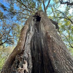 Lithia Springs Preserve