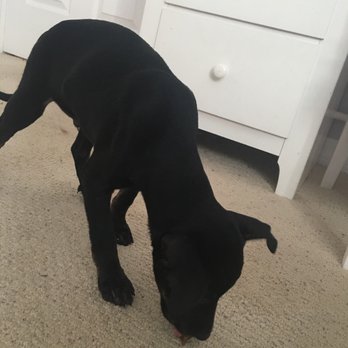 Ginger's Pet Rescue - My foster Angus - Animal Shelters Near Me