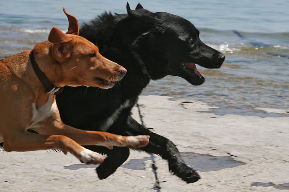 GOOD DOG PET CARE Updated September 2024 10 Photos & 13 Reviews