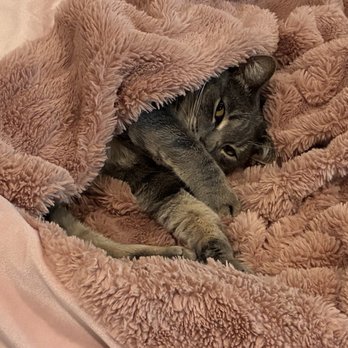 Britta's Animal Training - My cozy kitty, Alessandra,, all snuggly. - Pet Training Near Me Britta's Animal Training - My cozy kitty, Alessandra,, all snuggly. - Pet Training Near Me