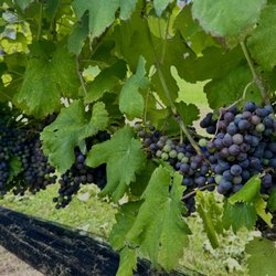 2025 Lenoir Grapes in our oldest block.