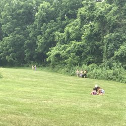 Forest Hill Swim & Tennis Club - Berry picking on the pool grounds.