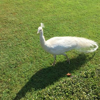 Micaela Lucini Private Tour Guide - Peacock - Art Tours Near Me