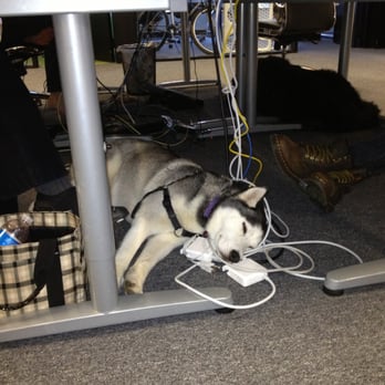 TechOnIT - Tech Dog! - IT Services & Computer Repair Near Me TechOnIT - Tech Dog! - IT Services & Computer Repair Near Me