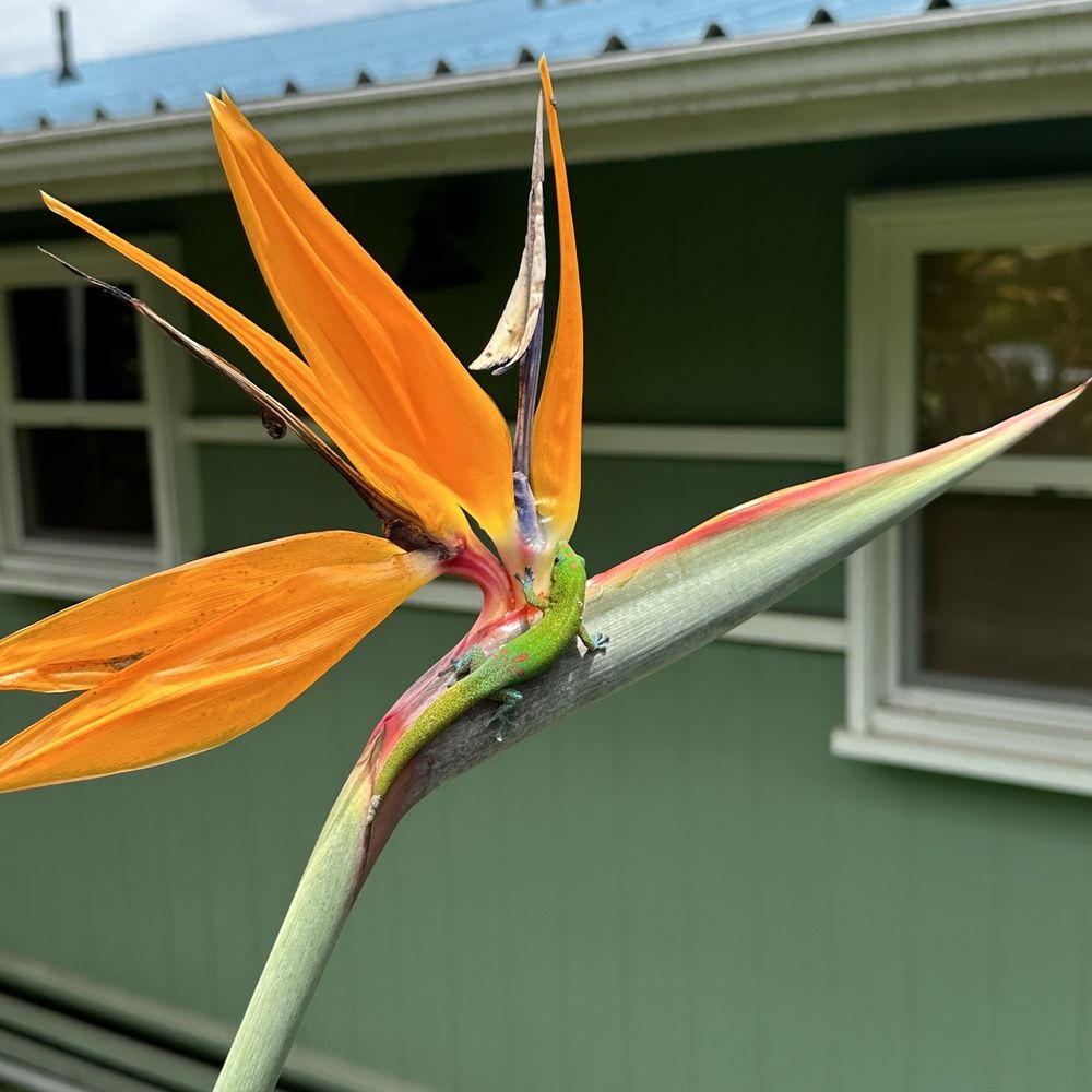 Hala Tree Coffee - Bird of paradise with a happy - Attraction Farms Near Me - Captain Cook, Hawaii