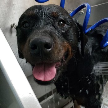Two Brothers Dog Wash - Happy pup! - Pet Groomers Near Me - Virginia Beach, Virginia Two Brothers Dog Wash - Happy pup! - Pet Groomers Near Me - Virginia Beach, Virginia