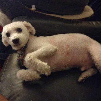 PetSmart - Mark's left on him after grooming - Pet Groomers Near Me - Brooklyn, New York PetSmart - Mark's left on him after grooming - Pet Groomers Near Me - Brooklyn, New York