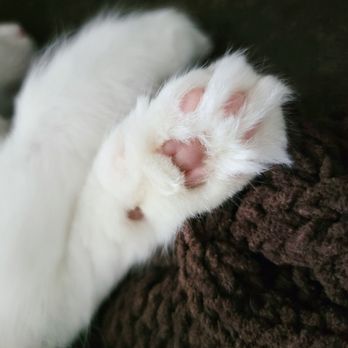 AdorableDolls Ragdolls - Pet Breeders Near Me AdorableDolls Ragdolls - Pet Breeders Near Me