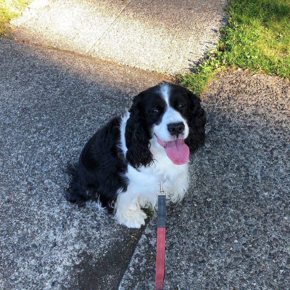 RUFFIN’ IT PET SITTING Updated June 2024 17 Photos San Francisco