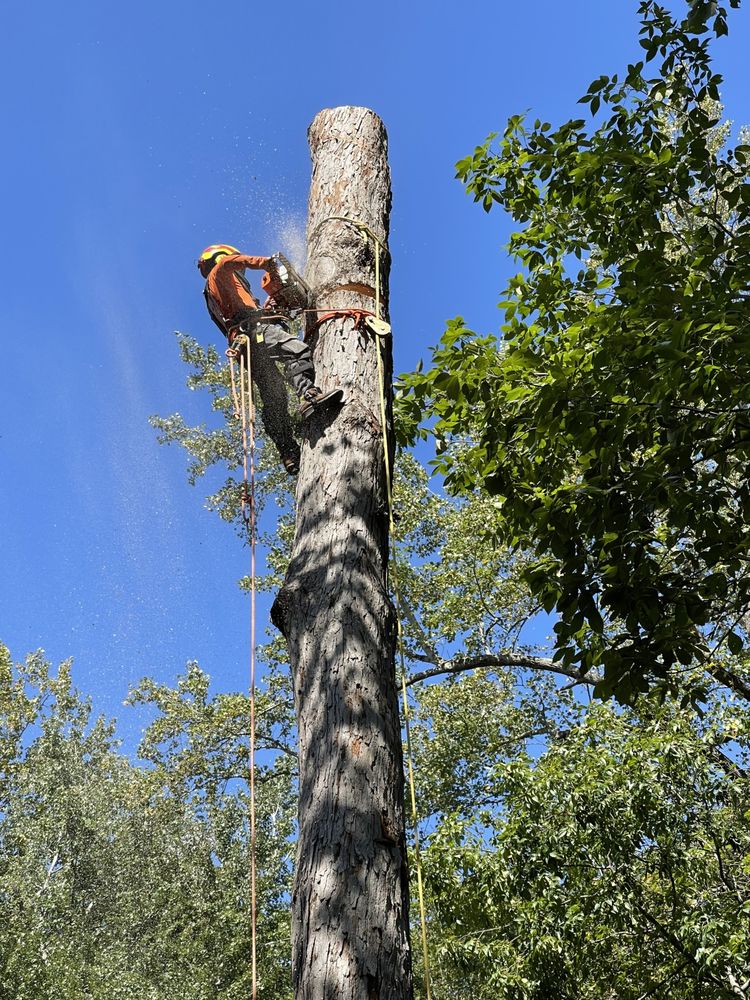 Redeemed Tree Service - tree service in Richmond, VA